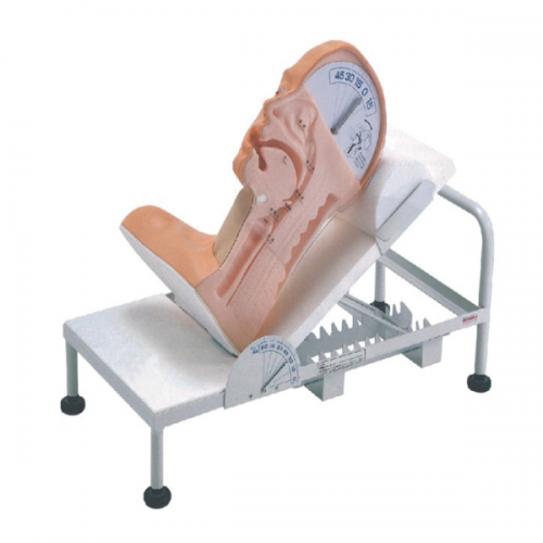 高級吞咽機製模型