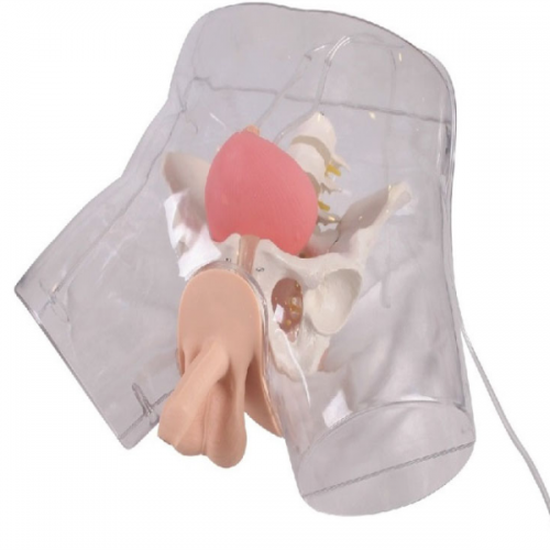 高級透明男（nán）性導尿模型