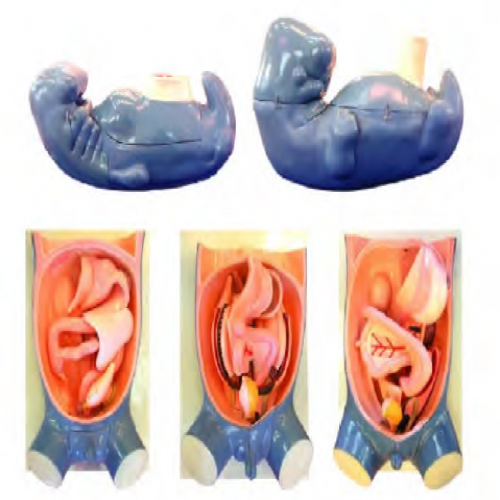 消化（huà）、呼吸、泌尿生殖、體腔的發生模型