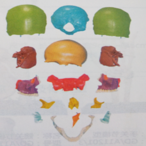 分（fèn）離頭顱骨散骨著色模型（xíng）