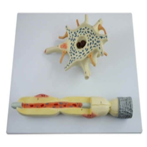 神經元放大模型