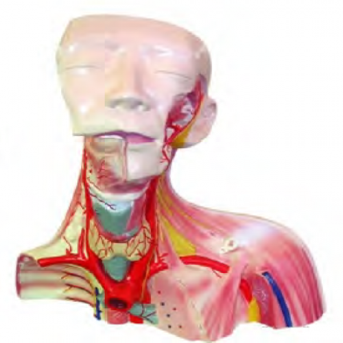 顱腔及頭頸胸（xiōng）局部解剖模（mó）型（1部件）