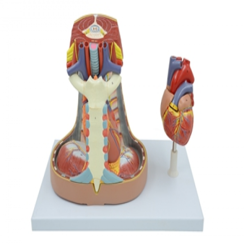 5部件縱隔模型（xíng）