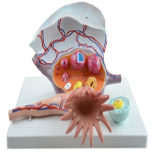 卵巢放（fàng）大模型