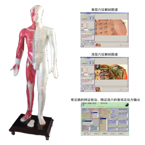 光電感應（yīng）多媒（méi）體人體針灸（jiǔ）穴位發（fā）光模型