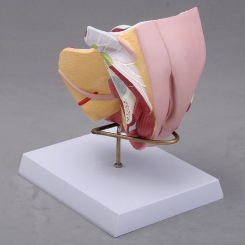 女性生殖器官結構模型（xíng）