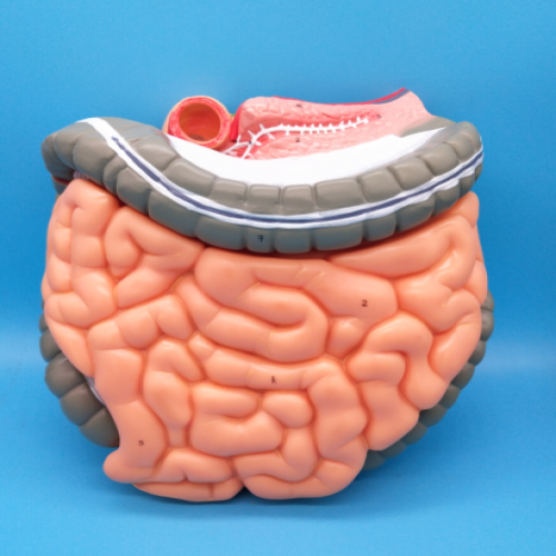 結（jié）腸空、回腸解剖（pōu）模型（大腸（cháng）解剖模型）