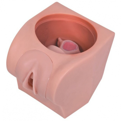 高級計（jì）劃生育教育模型