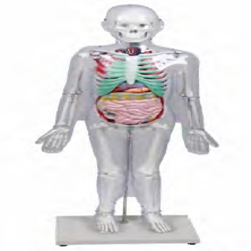 人體體（tǐ）表（biǎo）、人（rén）體骨骼與內髒關係模型