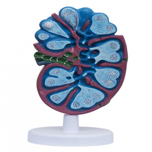 淋巴結放大模型（xíng）