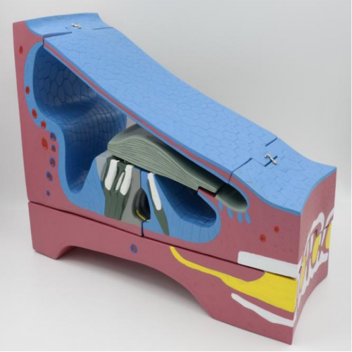 螺旋（xuán）器及膜性（xìng）蝸管模（mó）型