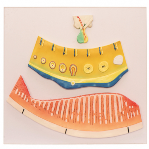 月（yuè）經周期模型