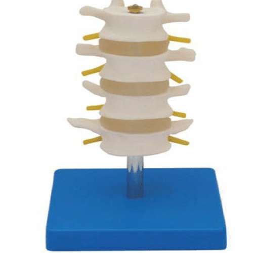 正常（cháng）腰椎組合（四節）