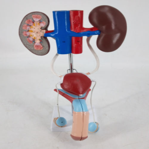 男性泌尿生殖係統模型（xíng）(3部件（jiàn））