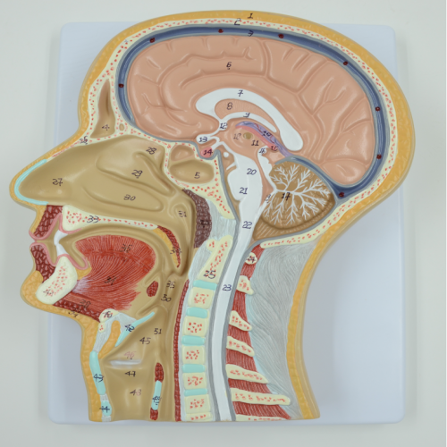 頭部正中失狀切麵模型
