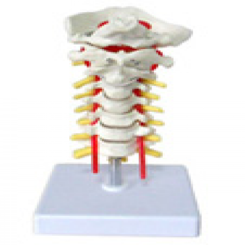 枕骨頸椎和椎動（dòng）脈脊神經模型