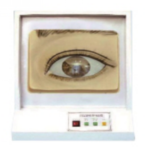 瞳孔調節（jiē）模型（xíng）（光控）