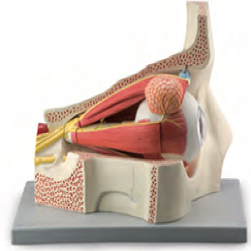 眼球與眼眶附血（xuè）管神經放大模型（11部件（jiàn））