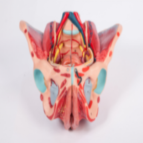 女性骨盆（pén）附生（shēng）殖器官與血管（guǎn）神經以及骨盆相關肌肉附著（zhe）