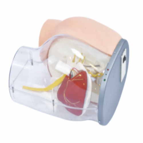 高級臀部肌肉注（zhù）射及透明對比模型