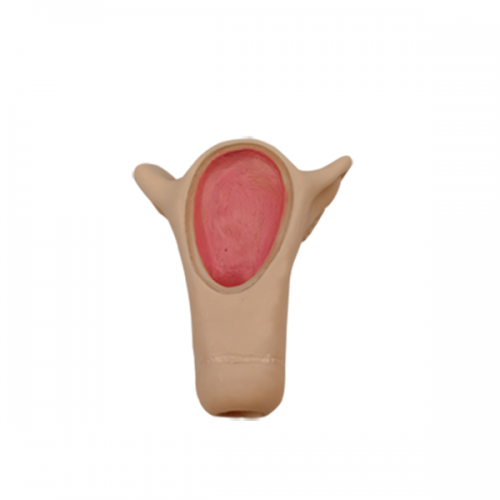 高級（jí）宮（gōng）內避孕器訓練模型