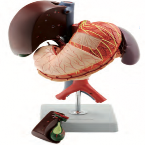  肝（gān）、膽、胰、脾、胃模型