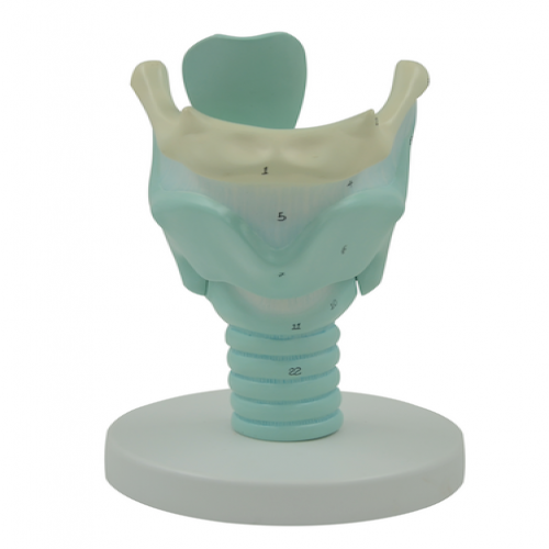 喉結（jié）構與（yǔ）功能放大模型（喉軟骨模型）