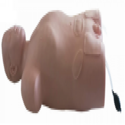 腹腔與（yǔ）股靜脈穿刺模型