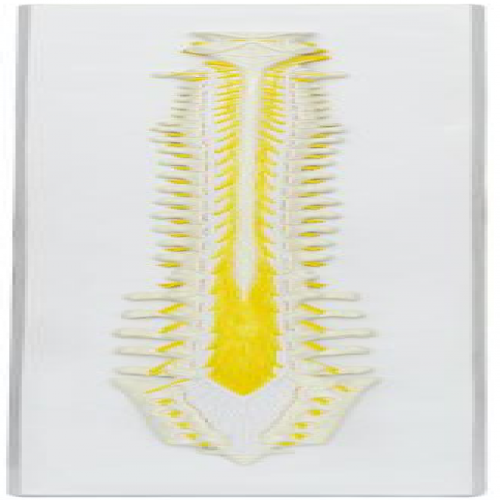 脊髓節段與椎骨（gǔ）關係模型