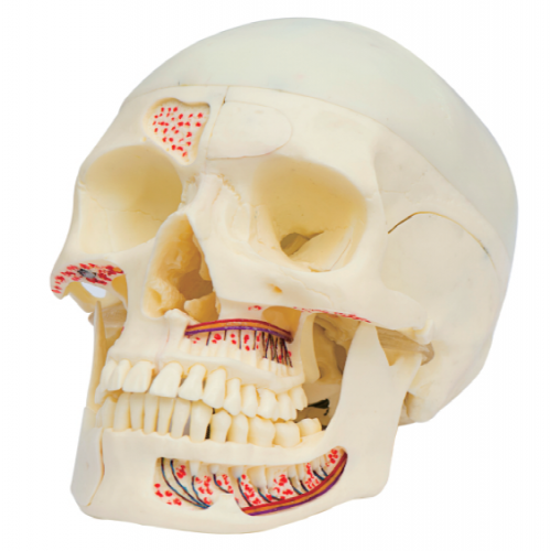 成（chéng）人頭顱骨附血管神經模型（xíng）