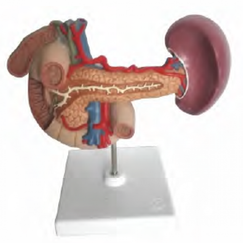 胰、脾、十二（èr）指（zhǐ）腸、膽囊模型