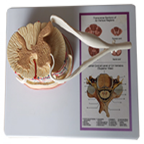 脊髓與末梢（shāo）神經模型