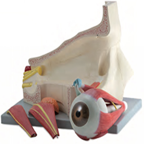 眼球與眼眶附（fù）血管神經放大模型（4部件）