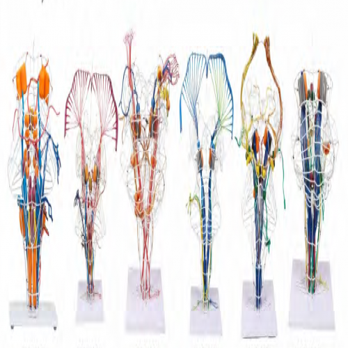 腦幹腦神（shén）經核（hé）腦傳導束（6部件）