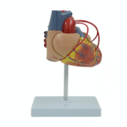 心髒搭橋模型