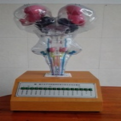 腦、腦幹和腦神經核立體關係電動模型