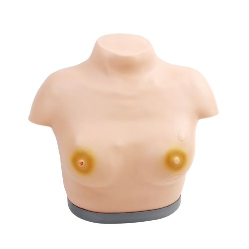 高級乳腺視診與觸診模型