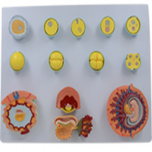 受精與初（chū）期胚胎發育過程模型