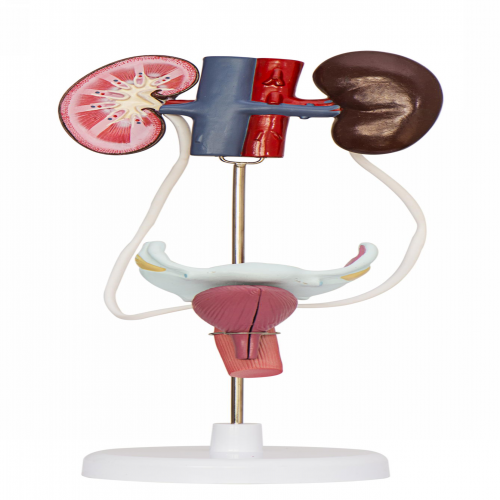 女性泌尿生殖係統模型(5部件）