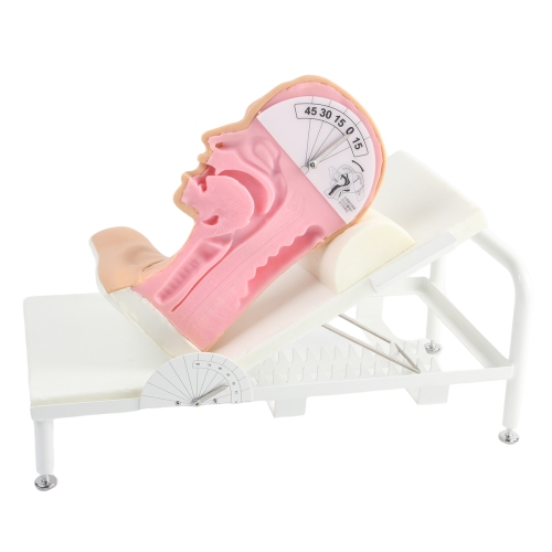 高級吞咽（yān）機製模型