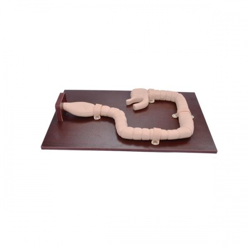 乙（yǐ）狀結腸鏡檢查模型