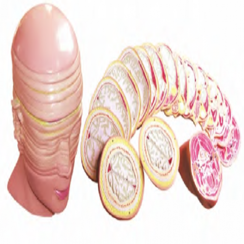 人體頭頸（jǐng）部橫切麵斷層解剖模型