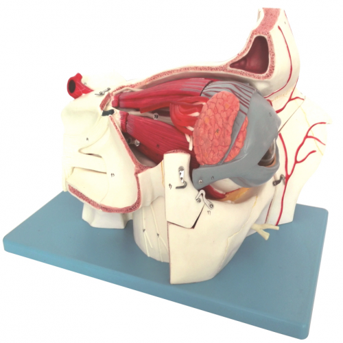 眼球與眼眶附血管神經放大模（mó）型（xíng）（10部件）