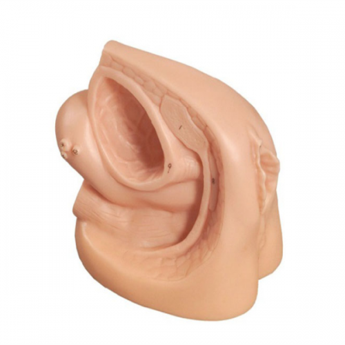 女性內外生殖器及導（dǎo）尿模（mó）型