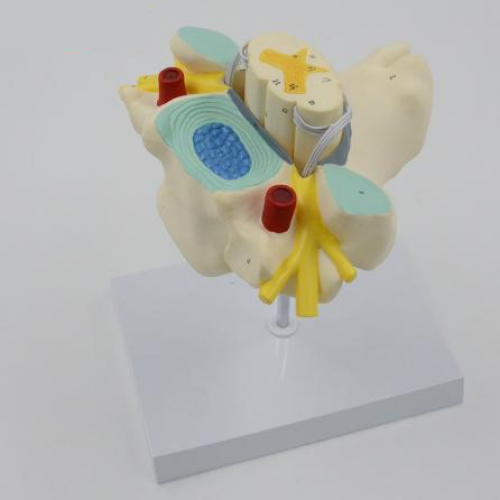 頸（jǐng）椎附脊髓和（hé）脊神經放大模型