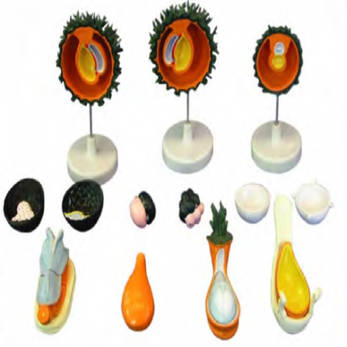 人胚受精、卵裂和胚泡形成過程（chéng）模型