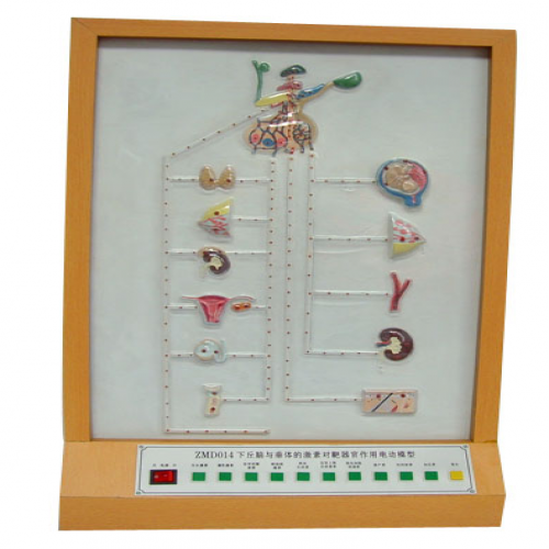 下丘腦與垂（chuí）體的激素（sù）對靶器官作用（yòng）電動模型