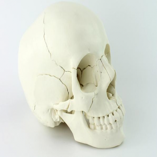 22部件顱骨（gǔ）模型