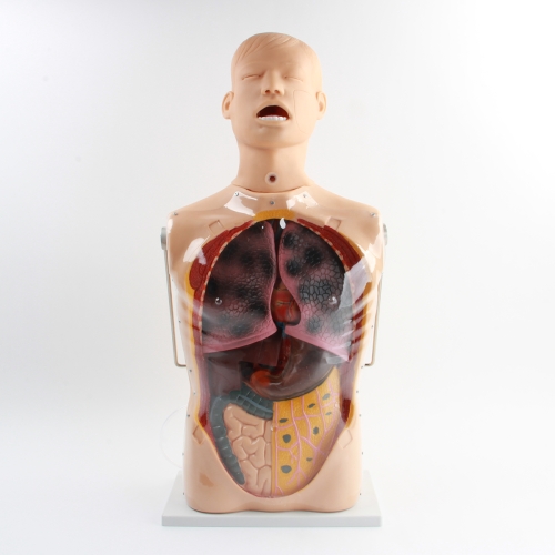 三（sān）腔二囊管（guǎn）訓練模型