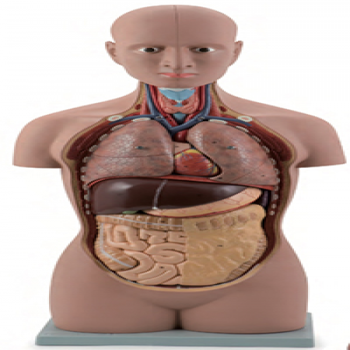 無性人（rén）體不開背式半身軀（qū）幹模型（85cm/12件）